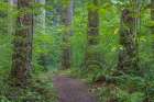 USA-Washington State-Olympic National Forest Ranger Hole Trail through forest Art Print